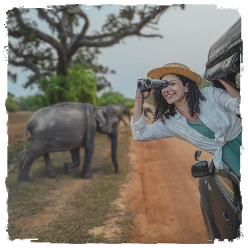 Safari Tours